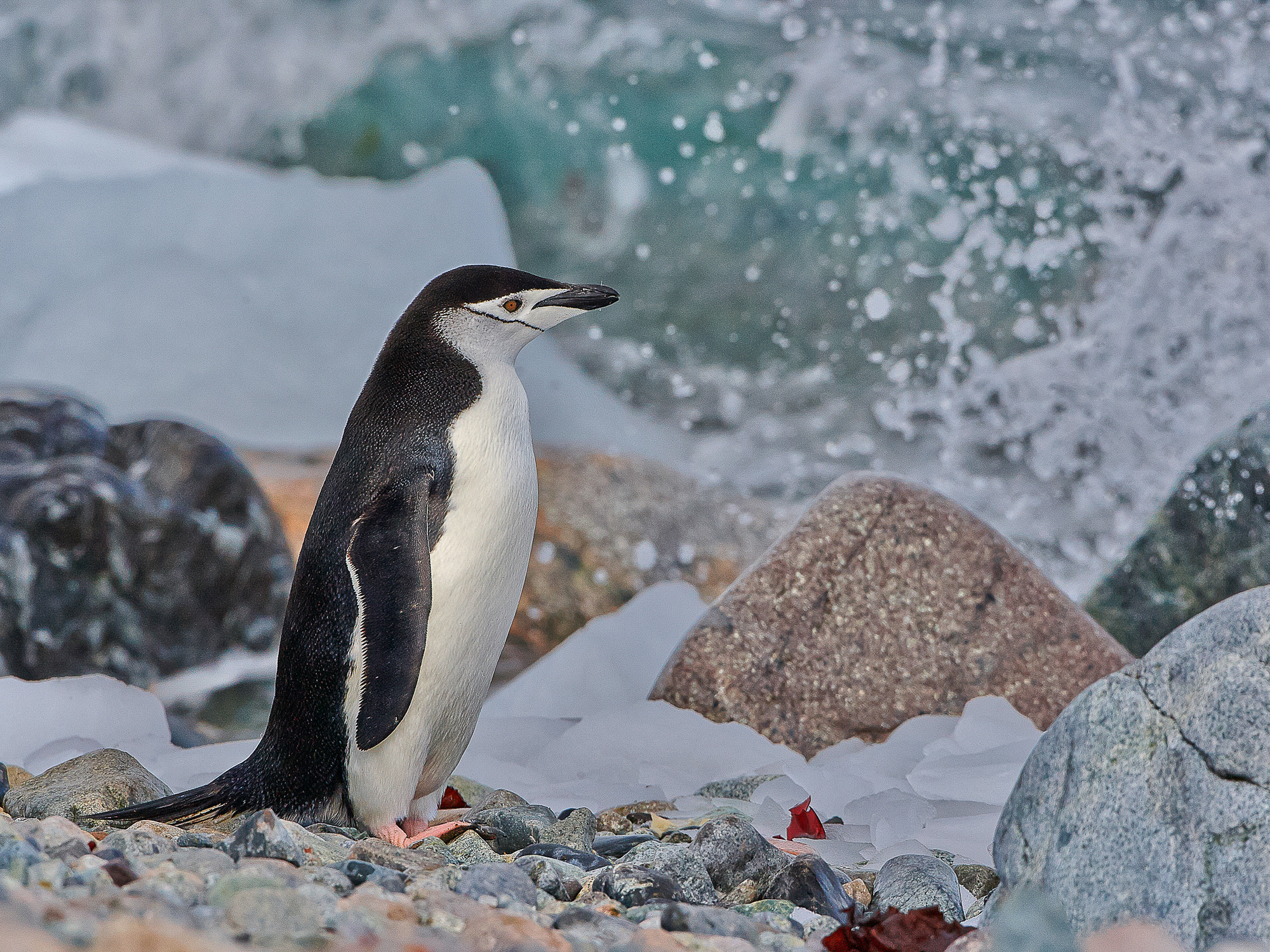 Zügelpinguin